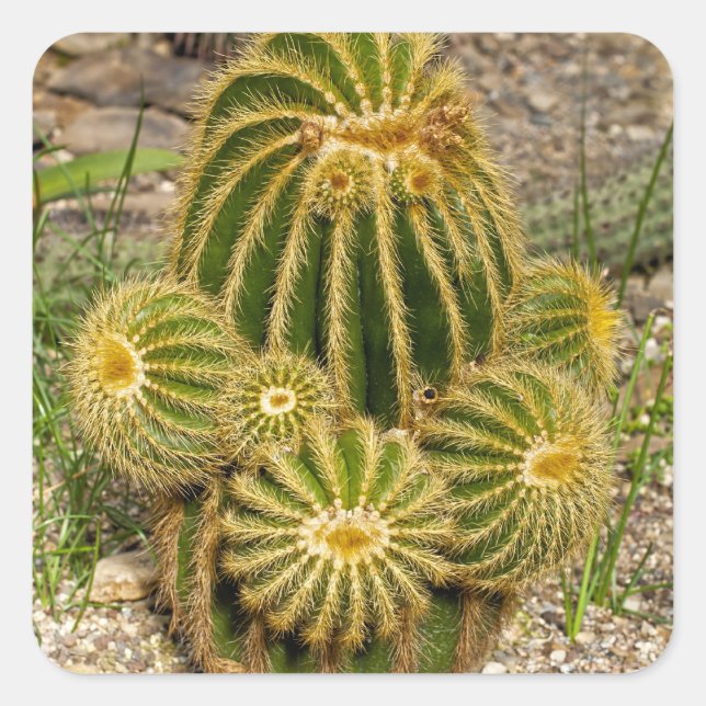 Cactus Sticker (Front)