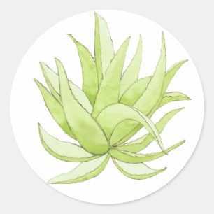 cactus sticker aloe vera