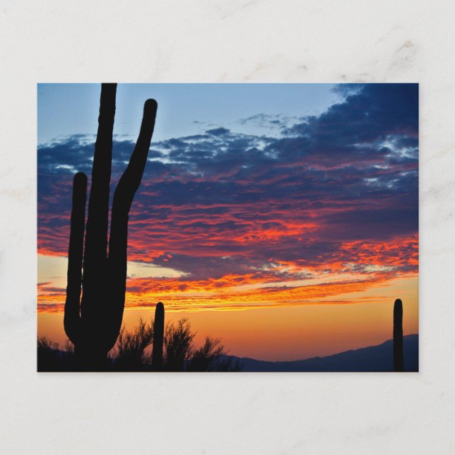 Cactus Sunrise Postcard (Front)