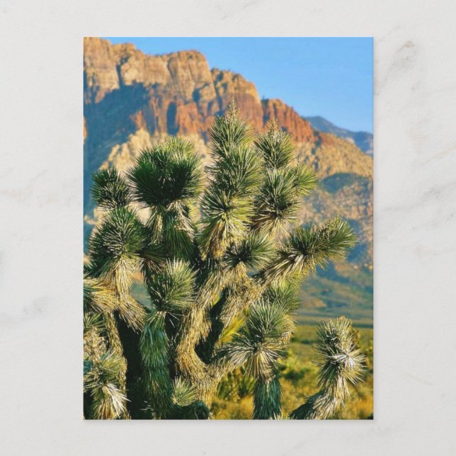 Cactus Tree Postcard (Front)