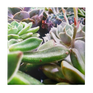 Cactus Variety Tile