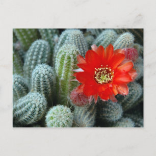 Cactus with Orange Flower Postcard