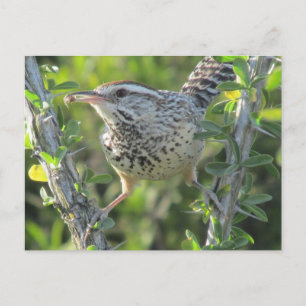 Cactus Wren on Ocotillo Postcard