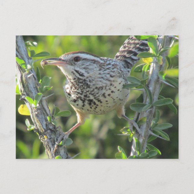 Cactus Wren on Ocotillo Postcard (Front)