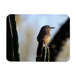 Cactus Wren  Photo Magnet