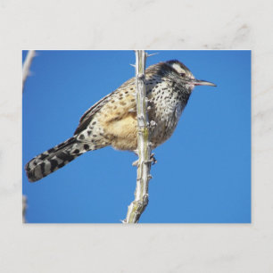 Cactus Wren Postcard