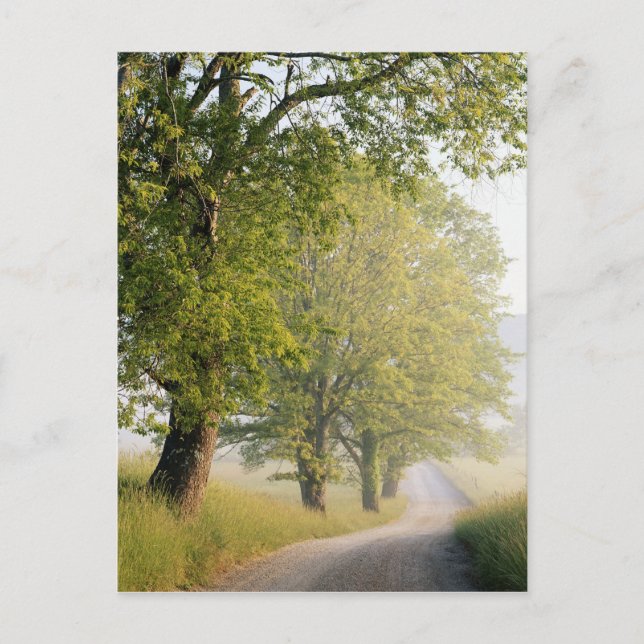 Cades Cove | Great Smokey Mountains, TN Postcard (Front)