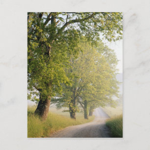 Cades Cove Great Smokey Mountains, TN Postcard