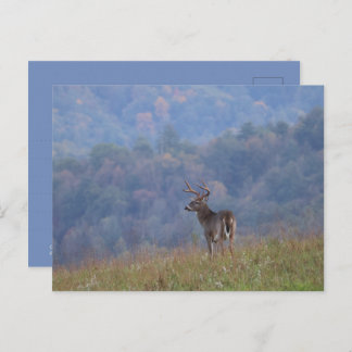 Cades Cove Wildlife - Great Smoky Mountains Postcard