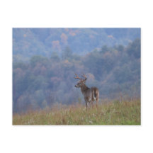 Cades Cove Wildlife - Great Smoky Mountains