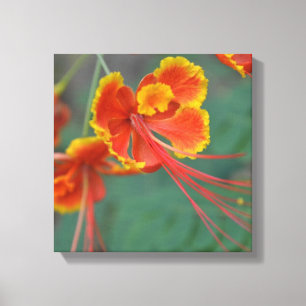 Caesalpinia Canvas Print