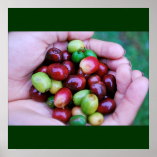 Cafe Series - Coffee Cherries Poster