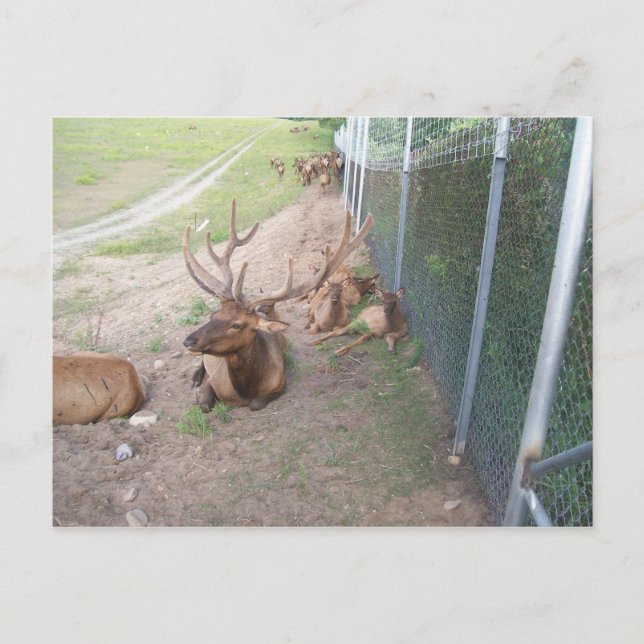 caged deer elk reindeer postcard (Front)