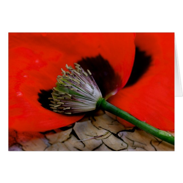 Caherine's poppy (Front Horizontal)