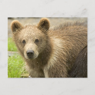 Cahorro de Oso Pardo Postcard