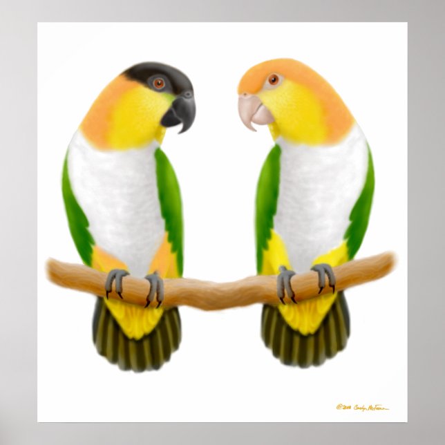 Caique Parrot Love, Caique Parrot Love, Caique ... Poster (Front)