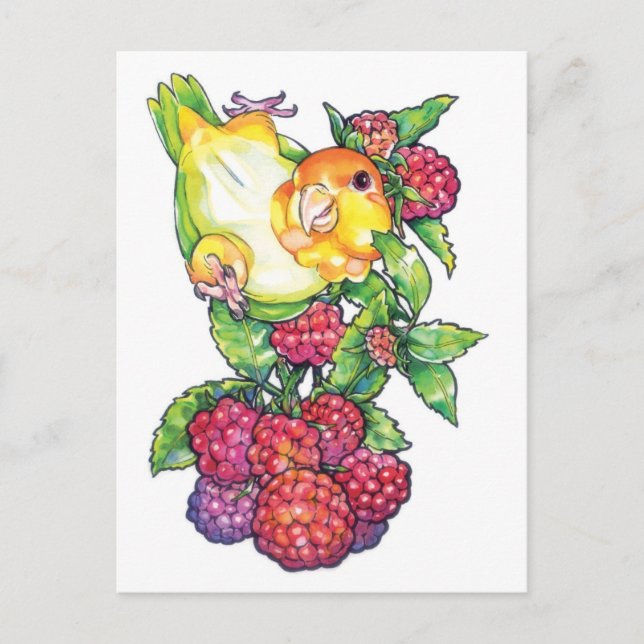 Caique with Raspberry Postcard (Front)