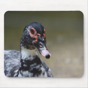 Cairina moschata domestica mouse mat
