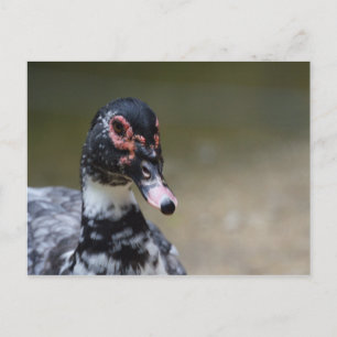 Cairina moschata domestica postcard