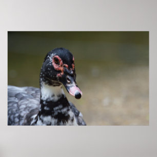 Cairina moschata domestica poster