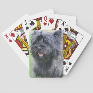 Cairn playing cards
