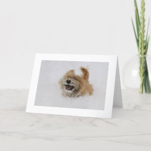 Cairn Pounce Holiday Card