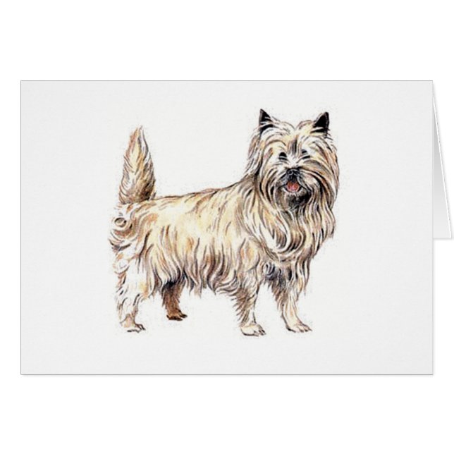 Cairn Terrier (Front Horizontal)