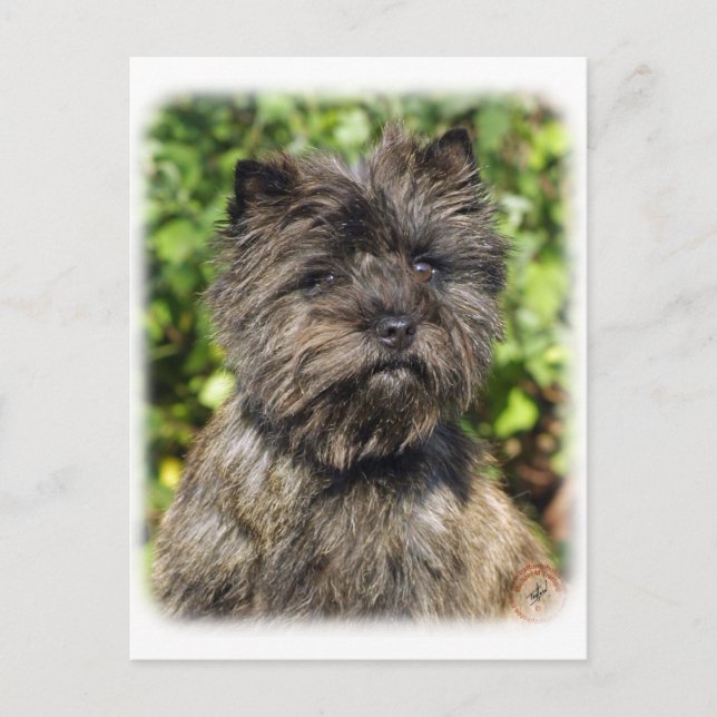 Cairn Terrier 9W048D-142_2 Postcard (Front)