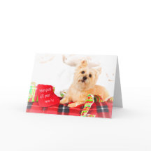 Cairn Terrier Christmas Card