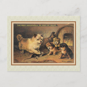 Cairn Terrier Dog and Her Puppies Postcard