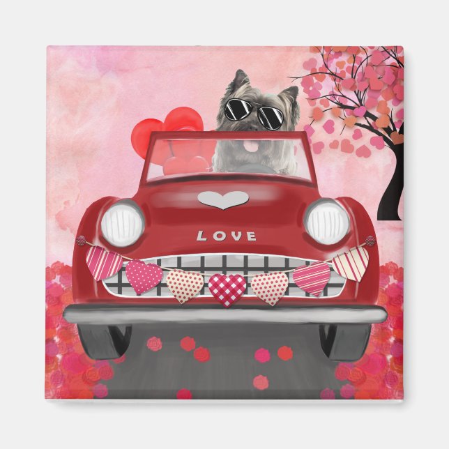 Cairn Terrier Driving Car with Hearts Valentine's  Magnet (Front)