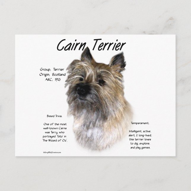 Cairn Terrier History Design Postcard (Front)