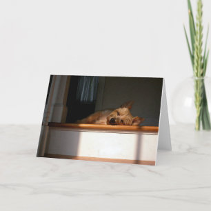 Cairn Terrier In The Sun Blank Greeting Card