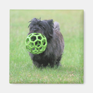 Cairn terrier magnet