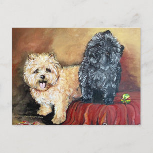 Cairn Terrier Portrait Postcard