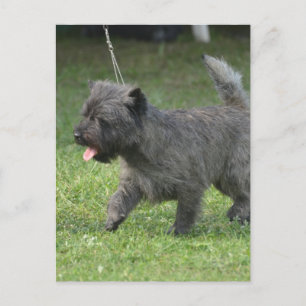 Cairn Terrier Postcard