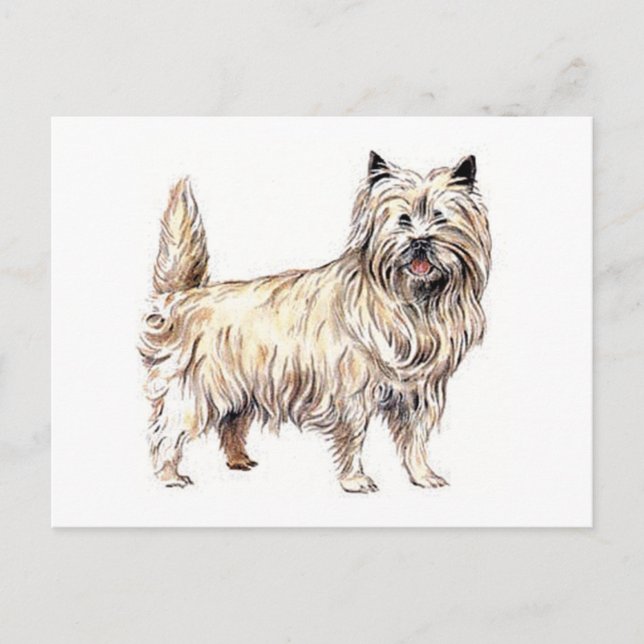 Cairn Terrier Postcard (Front)