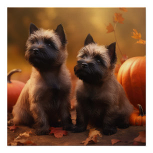 Cairn Terrier Puppy Autumn Delight Pumpkin  Poster