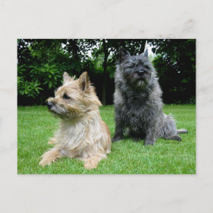 Cairn Terrier Puppy Dog Blank Greeting Post Card