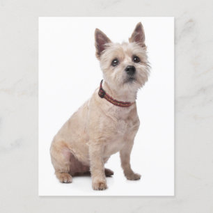 Cairn Terrier Puppy Dog Blank Greeting Post Card