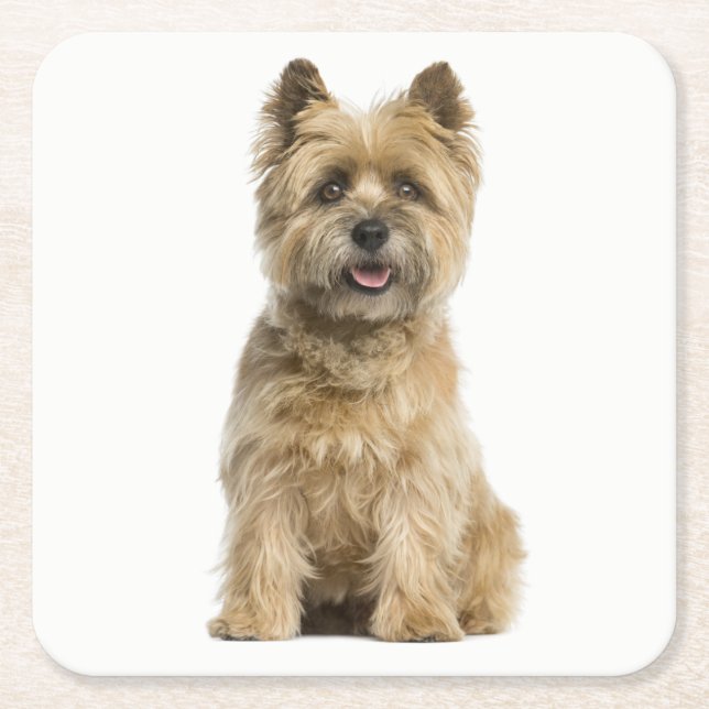 Cairn Terrier Puppy Dog Love Square Paper Coaster (Front)