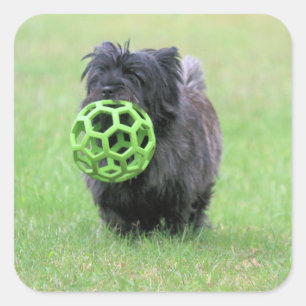 Cairn terrier square sticker