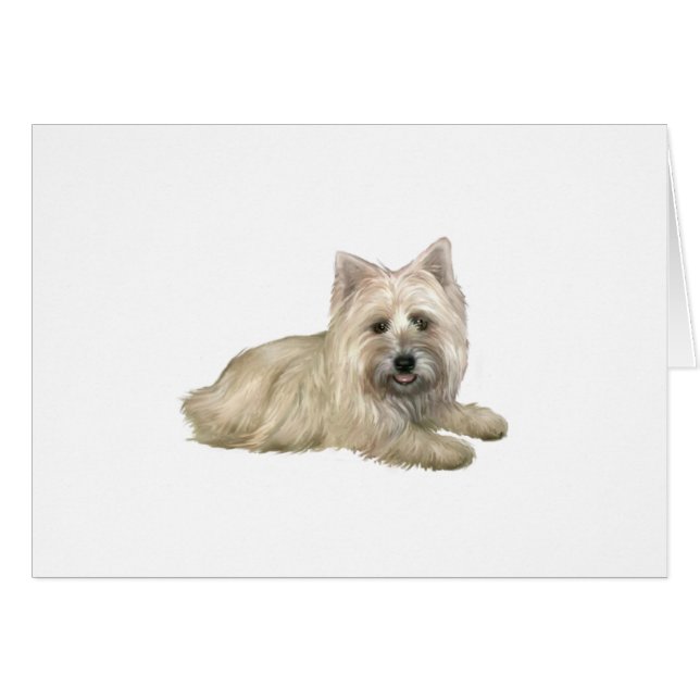 Cairn Terrier (Wheaten) - lying down (Front Horizontal)