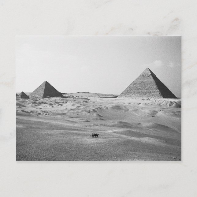 Cairo Egypt, Giza Pyramids Postcard (Front)