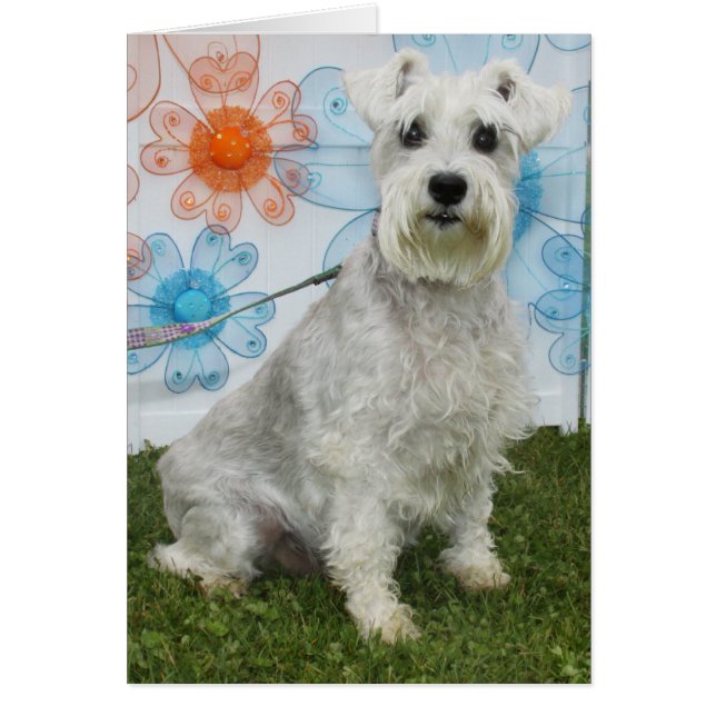 Caitlin - Schnauzer (Front)