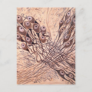 Cajal's Neurons 1 Postcard