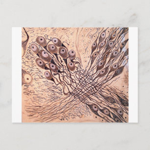 Cajal's Neurons 1 Postcard