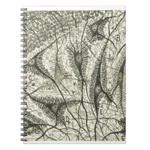 Cajal's Neurons 4 Notebook