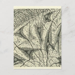 Cajal's Neurons 4 Postcard