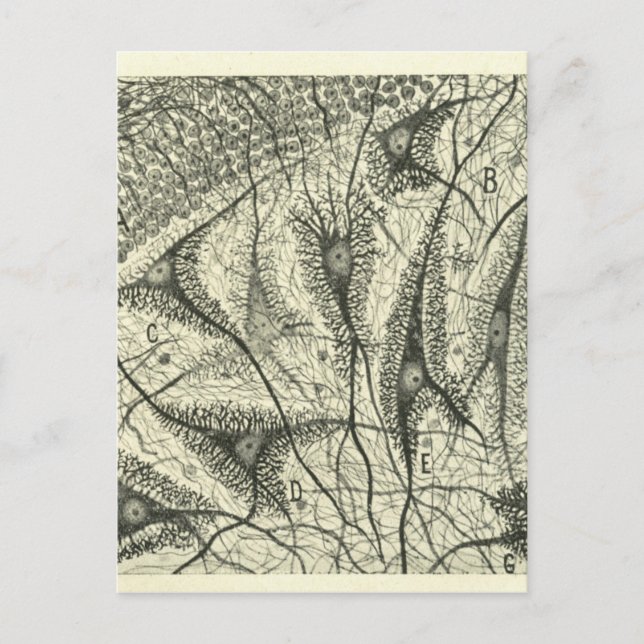 Cajal's Neurons 4 Postcard (Front)